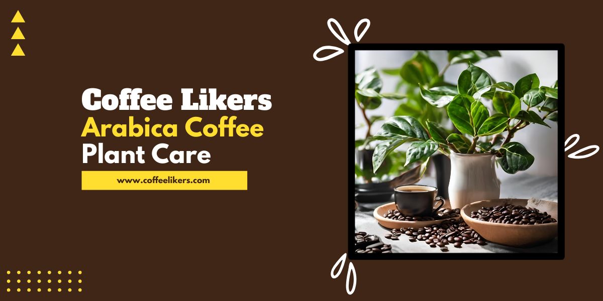 Arabica Coffee Plant Care: Grow And Care For Coffea Arabica