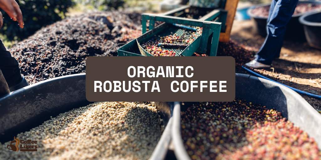 Organic Robusta Coffee: Complete Details