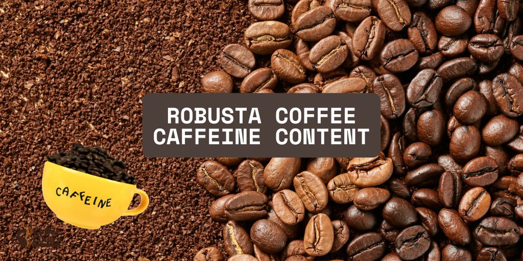 Robusta Coffee Caffeine Content: How Much Caffeine Level In Robusta