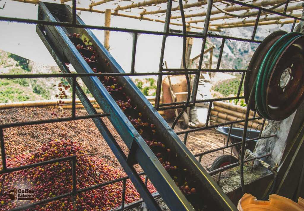 Robusta coffee production